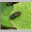 Athous haemorrhoidalis - Schnellkaefer 01.jpg